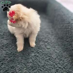 Vicky, Pomeranian Puppy